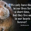 Chromebook Wallpaper Bunny Quotes