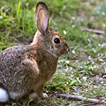 Cottontail Rabbit Washington State