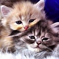 Cute Cuddly Kittens