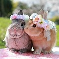 Cute Fluffy Baby Bunnies in Flowers