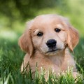Cute Golden Retriever Puppy Wallpaper