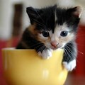 Cute Tiger in a Tea Cup