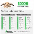 Cute White Bunny Names