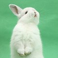 Cute White Bunny Rabbit Standing