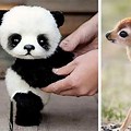 Cutest Baby Animals of All Time