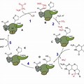 Glycine Reaction