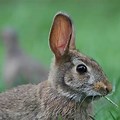 Eastern Cottontail Rabbit Standing Up