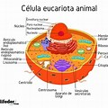 Ejemplos Celula