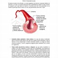 Vascular Leyes