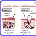 Endocrine Exocrine