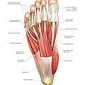 Muscle Anatomy