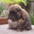 Full-Grown Holland Lop Rabbit