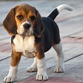 Funny Beagle Puppy Wallpaper