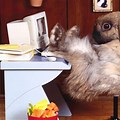 Funny Rabbit Desktop Wallpaper