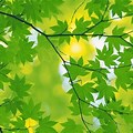 Green Leaves Trees Wallpaper