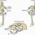 Hip-Joint