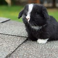 Holland Lop Bunnies Black and White Female