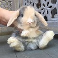 Holland Lop Bunny Colors Harlequin