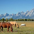 Horses Grand Teton