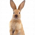 Image of Rabbit From Right Side Standing Up