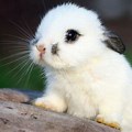 Indigo White Cute Bunny