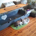 Indoor Rabbit Cage Setup