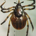 Auritulus