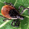 Scapularis Lyme Disease