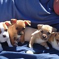 Chihuahua Mix Puppies
