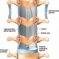 Flavum Cervical Spine