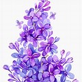 Lilac Watercolor Background Clip Art