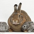 Mama Bunny with 2 Babies