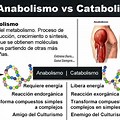 Anabolismo Catabolismo