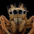 Bugs Under Microscope