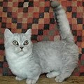 Napoleon Dwarf Cat
