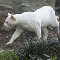 Ocelot Albino White