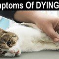 Dying Signs