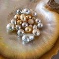 Pearl Shell