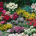 Perennial Flowers Ground Cover Seeds
