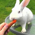 Pet Bunny Rabbit Eating Carrot