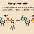 Dephosphor… 