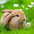 Pics of Spring and Bunnies