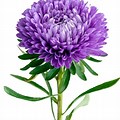 Purple Chrysanthem… 