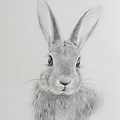 Rabbit Pencil Art Drawing
