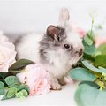 Rabbit with Flower White Background