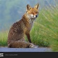 Red Fox in Germany Portrait Getty Images