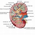 Capsule Anatomy