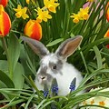 Spring Bunny with Flowers Traceable