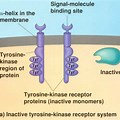 Enzyme