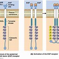 Linked Receptors